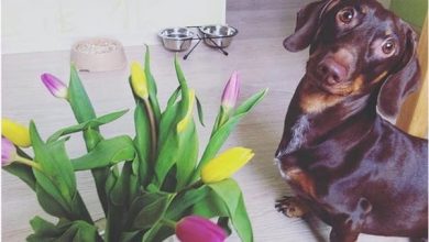 14 Funny Pictures Proving That Dachshunds Are True Lovers of Flowers