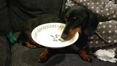 9 Proofs That Dachshunds Will Steal Your Heart