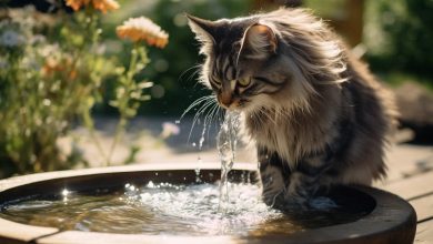 DIY Cat Fountain: A Purrfect Oasis for Your Feline Friend