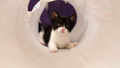 Unleash Feline Fun: A DIY Cat Tunnel Guide for Happy Paws