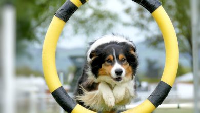 DIY Dog Exercise Equipment: Boost Your Pet’s Fitness at Home!