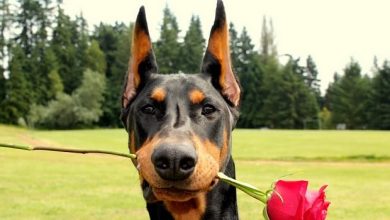 14 Facts You Didn’t Know About the Doberman Pinscher