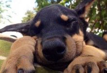 14 Cute Pictures Of Sleepy Doberman Pinschers