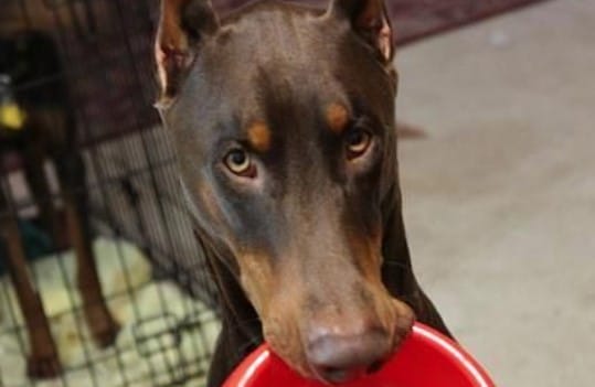 14 Things Your Doberman Pinscher Is Fond Of