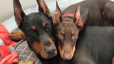 14 Funny Doberman Pinschers That Will Make Your Day!