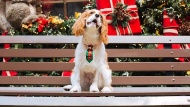Top 10 Cutest Dog Christmas Tree Ornaments to Wow Your Guests