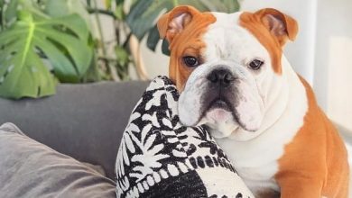 14 Adorable Pictures Of English Bulldogs To Help You Get Through The Day