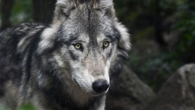 50+ Evil Wolf Names That Are Tough And Strong For A Wolf