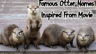 30+ Famous Otter Names Inspired From Movies | PetPress