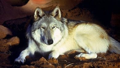 60+ Famous Wolf Names from History, TV, Literature, & More
