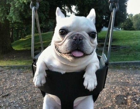 14 Of The Funniest French Bulldogs You Have Ever Seen