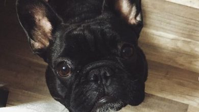15 Photos Of French Bulldogs To Prove That They Are Absolutely The Best