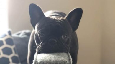 14 Things You Need To Know About The French Bulldog