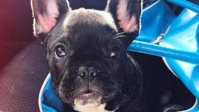 15 Ways Your French Bulldog Shows That He Loves You