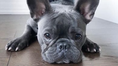 14 Mind Blowing Facts About French Bulldogs