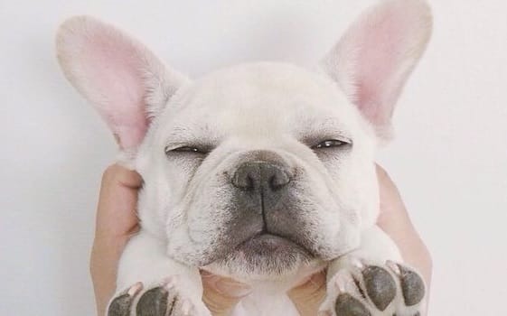 14 Pictures Of Sleepy French Bulldogs To Melt Your Heart