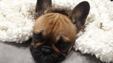 14 Hilarious French Bulldogs That Will Brighten Your Day