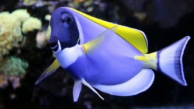 250+ Best Blue Fish Names – Complete Name Ideas For Your Blue Fish