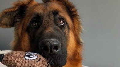 14 Cute Pictures Proving That German Shepherds Can Be the True Friends