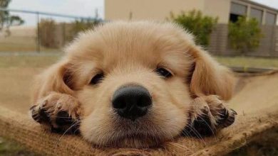 14 Things You Need To Know About Golden Retrievers
