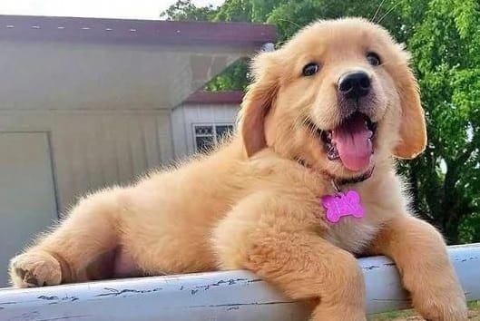 14 Lovely Pictures Of Golden Retrievers