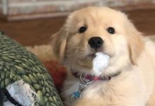14 Funny Pictures Of Golden Retrievers To Make You Laugh