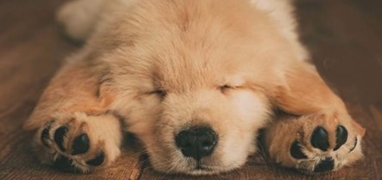 15 Adorable Photos Of Golden Retrievers That Can Warm Even The Coldest Heart