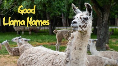 130+ Good Llama Names – Names For Boy, Girl, & White Llamas
