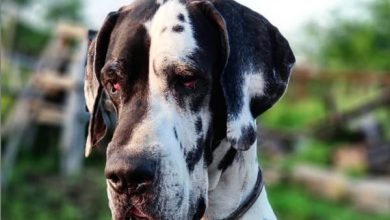 14 Photos of Great Danes to Put a Little Extra Happiness in Your Day