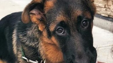 14 Prohibited Foods For The German Shepherd