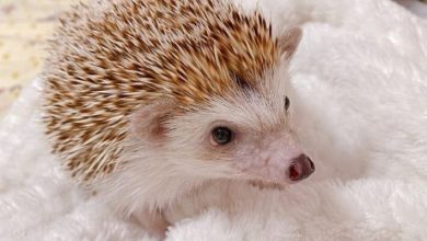 260+ Awesome Hedgehog Names – Best Ways To Name Your Hedgehog