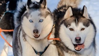 14 Facts That Huskies Are The Best Dogs For Kids and Families