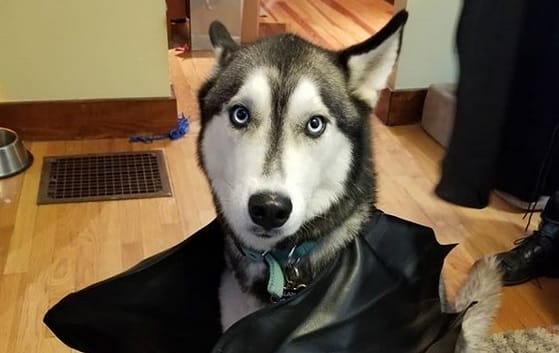 14 Funny Halloween Costume Ideas For Your Husky