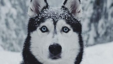 14 Photos Of Huskies And Eyes That You Will Never Forget