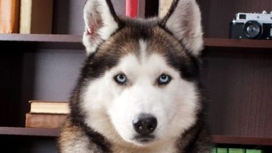 14 Lovely Facts About Huskies