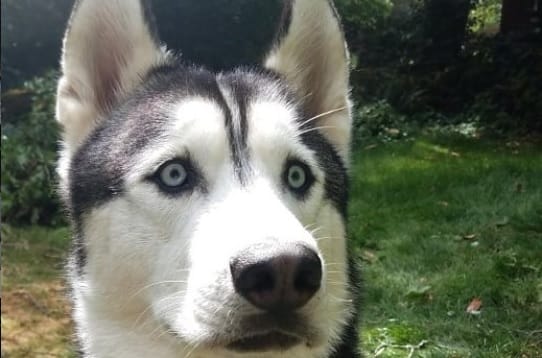 14 Funny Husky Memes That Will Make You Smile!