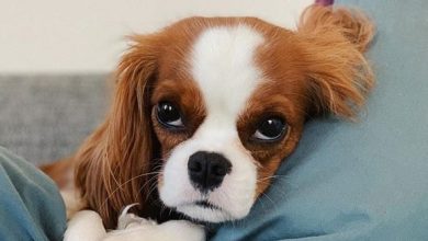 14 Gorgeous Cavalier King Charles Spaniels Who Have The Royal Blood