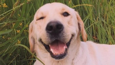 14 Ways How To Make Your Labrador Happy