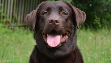 14 Great Facts About Labradors You Probably Never Knew