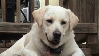 14 Friendly Facts About The Labrador Retriever