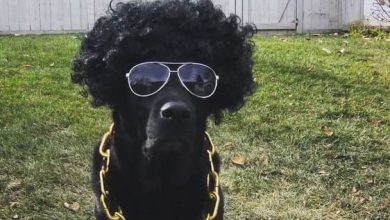 14 Cute Halloween Costumes For Labradors And Golden Retrievers
