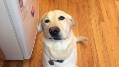 14 Funny Labrador Memes That Will Make Your Day!