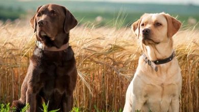 Top 14 Characteristics of Labrador Retrievers