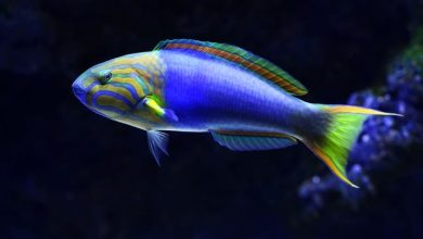 100 Indian Fish Names – Unique Name Ideas For Your Pet Fish