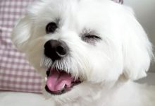 15 Reasons You Should Avoid Maltese Dogs At All Costs