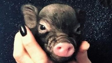 14 Pros And Cons Of Mini Pigs