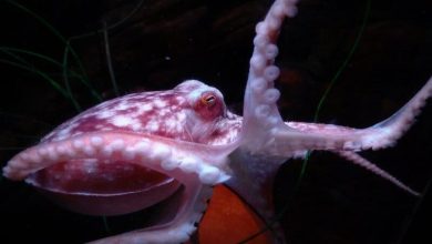 Octopus Names – Top 160+ Names For Your Pet Octopus