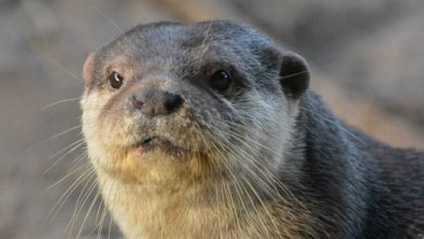 200+ Otter Names and the Cutest Names for Otters