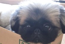 14 Funny Pictures Showing That Pekingese Will Never Miss Its Chance To Eat Something