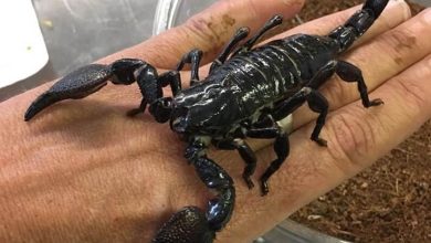 Top 150 Names Scorpions Names – Best Ways To Name Your Pet Scorpion